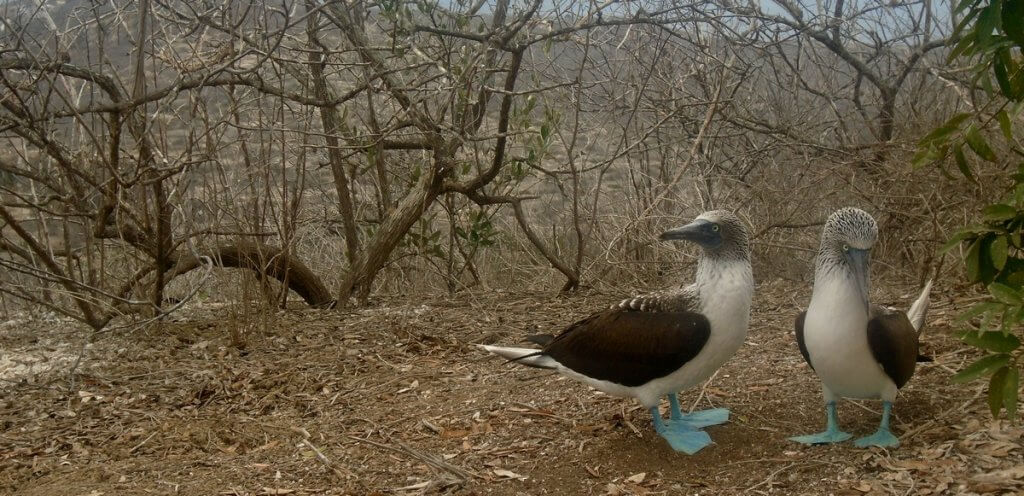 Isla de la Plata, Fake Galapagos, Ecuador - made by MiliMundo