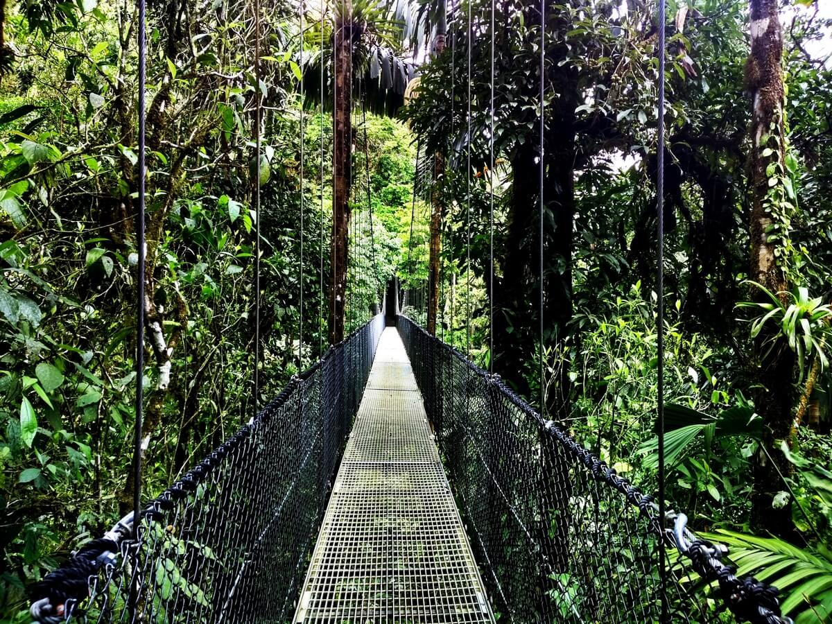 Magical Walk through the Rainforest of Mistico Arenal Hanging Bridges Park